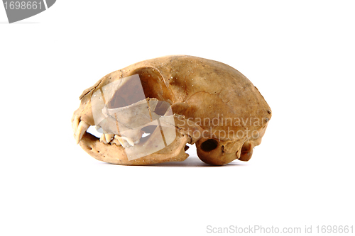 Image of cat skull