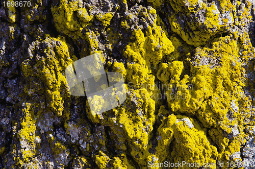 Image of Background mossy tree trunk shadows macro closeup 