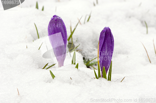 Image of Crocus saffron violet blooms spring flowers snow 