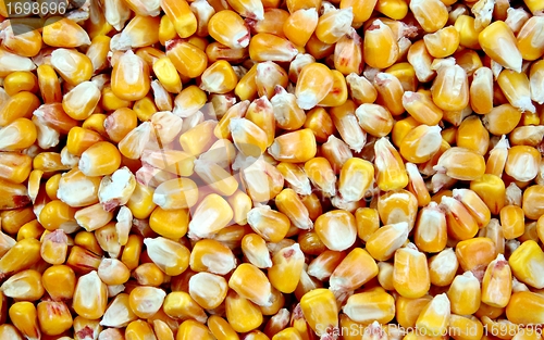 Image of Mais grain