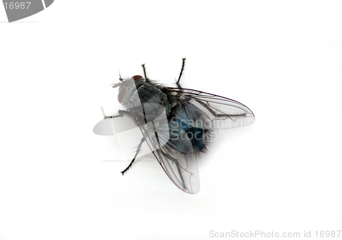 Image of House Fly