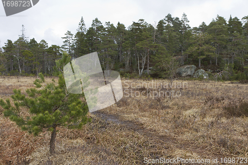 Image of rural scene with forest and marsh