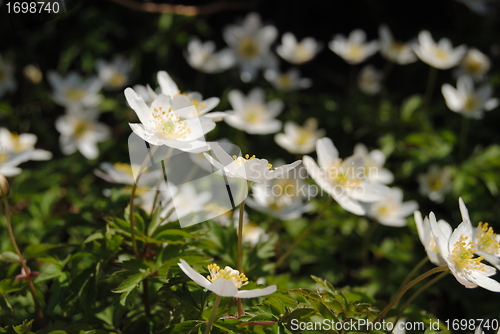 Image of wood anemone