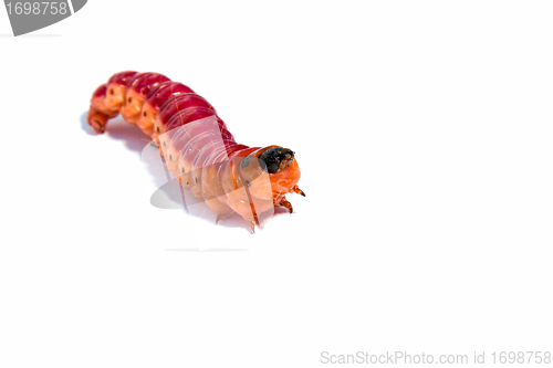 Image of  Bright colourful caterpillar on a white background