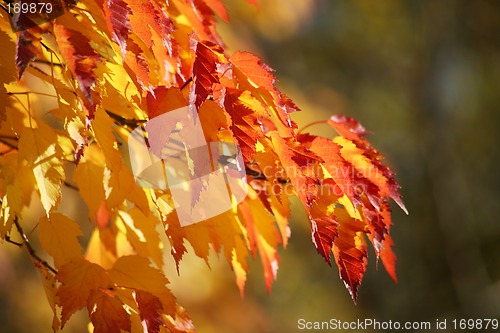 Image of autumn colors