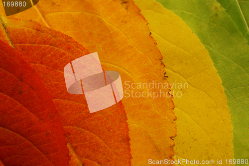 Image of autumn leaf palette