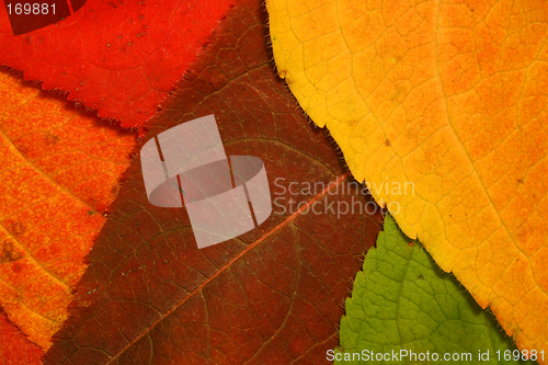 Image of autumn leaf mosaic
