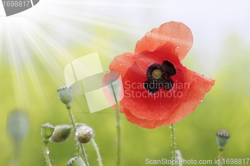 Image of poppies after rain