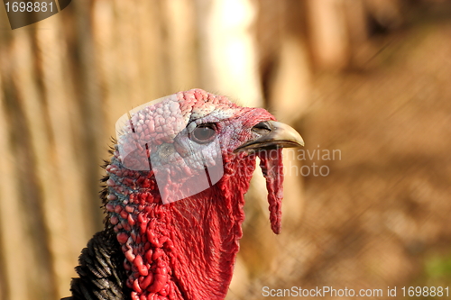 Image of colorful bird