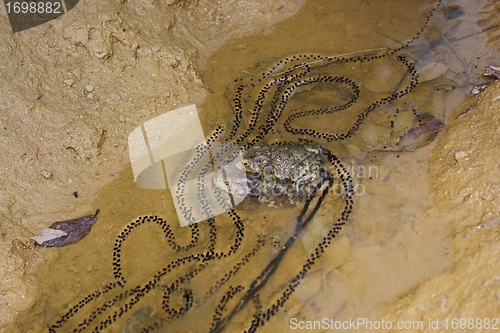 Image of frogs making eggs