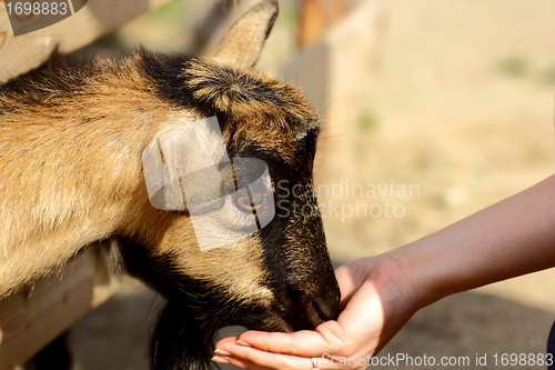 Image of goat eating from hand