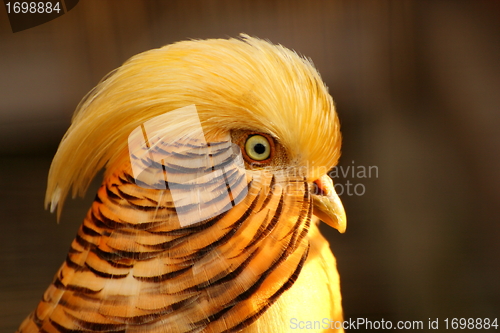 Image of golden pheasant