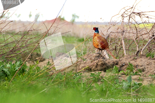Image of pheasant in spring