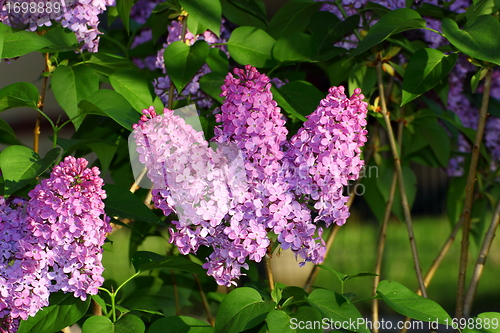 Image of spring lilac