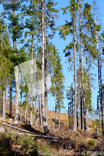 Image of spruce forest