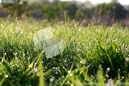 Image of wet grass in the morning light