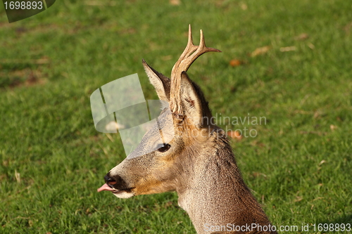 Image of young buck