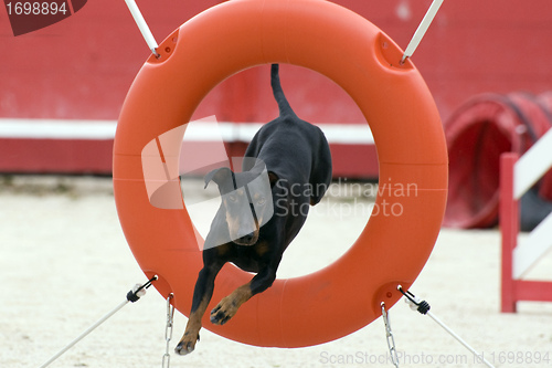 Image of Manchester Terrier in agility