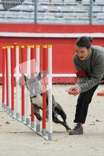 Image of  bull terrier in agility