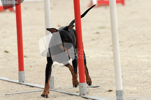 Image of Manchester Terrier in agility