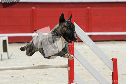 Image of  bull terrier in agility