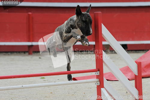 Image of  bull terrier in agility