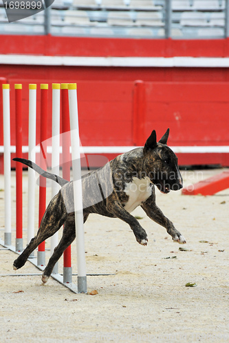 Image of  bull terrier in agility