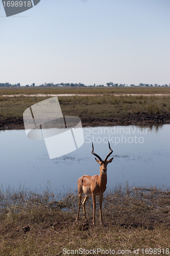 Image of IMPALA (Aepyceros melampus)