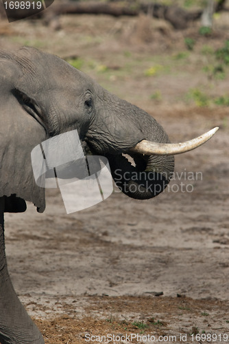 Image of Elephant drinking