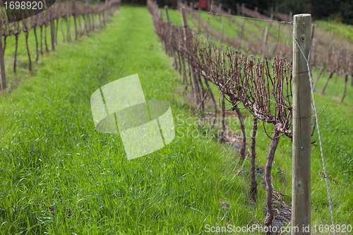 Image of Franschhoek vineyard