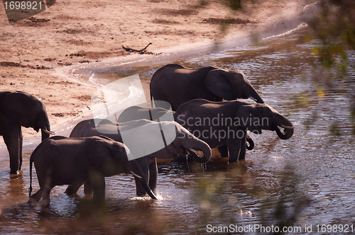 Image of Group of elephants drinking