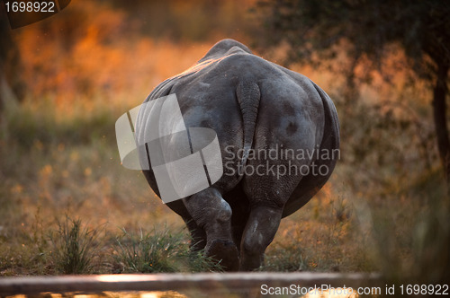 Image of Rhino rear end