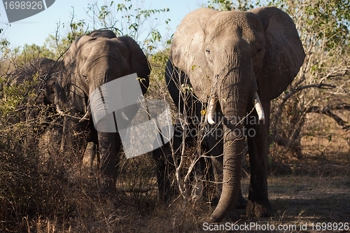 Image of Two elephants, head-on