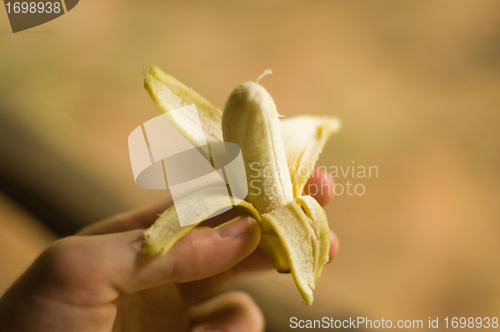 Image of Miniature banana