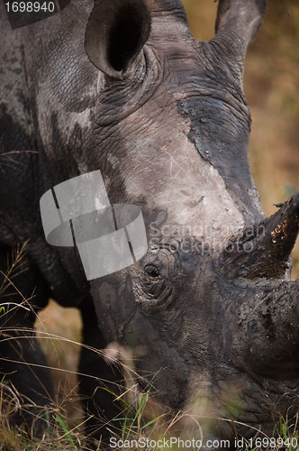 Image of Grazing rhino