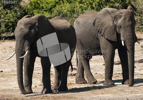 Image of Two elephants, head-on