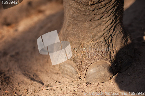 Image of Elephant foot