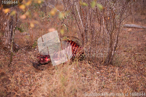 Image of Animal carcass