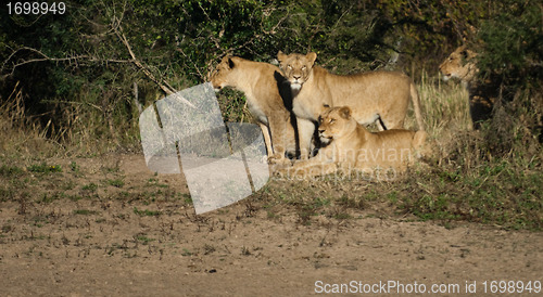 Image of Group of three lions