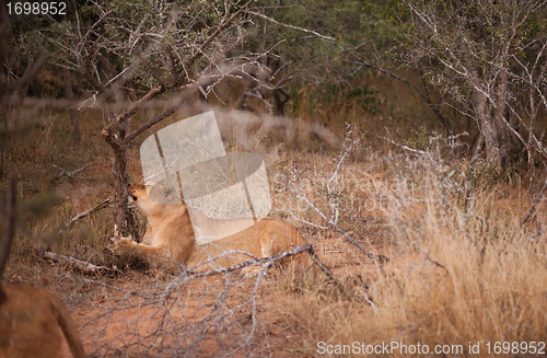 Image of Female lion scratching at a tree