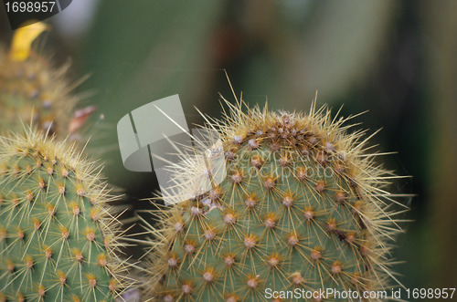 Image of Cactus