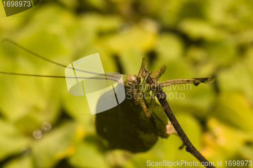 Image of Leaf-mimicking katydid clinging to branch