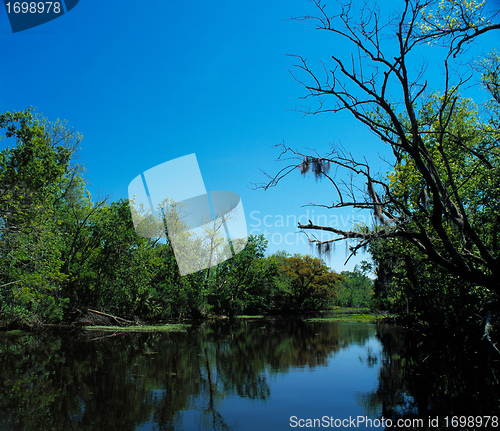 Image of Blue bayou