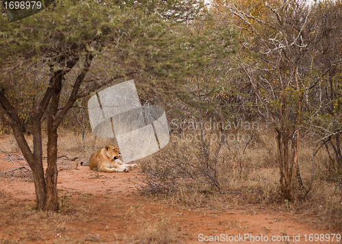 Image of Lion laying in the bush