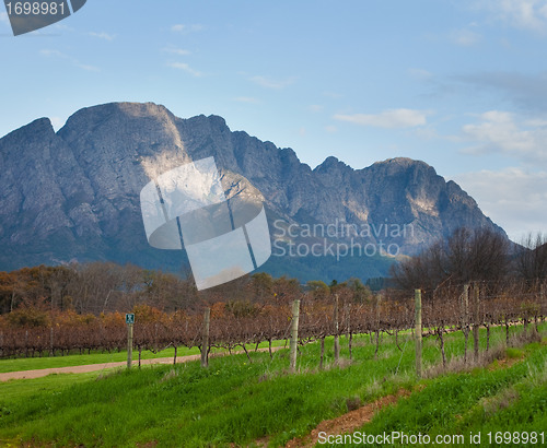 Image of South African Vineyard