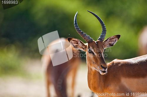 Image of Impala turning head