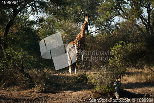 Image of GIRAFFE (Giraffa camelopardalis)