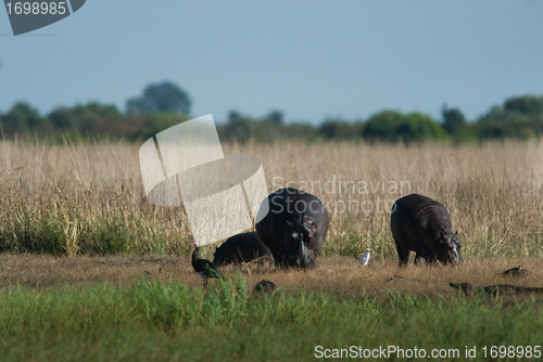 Image of Two grazing hippos