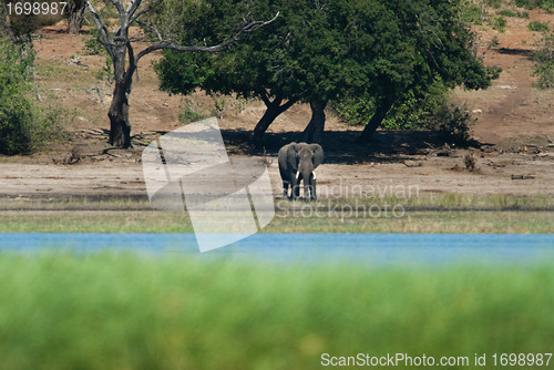 Image of Baby elephant at riverside