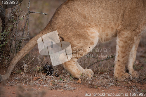 Image of Lion defecating 2